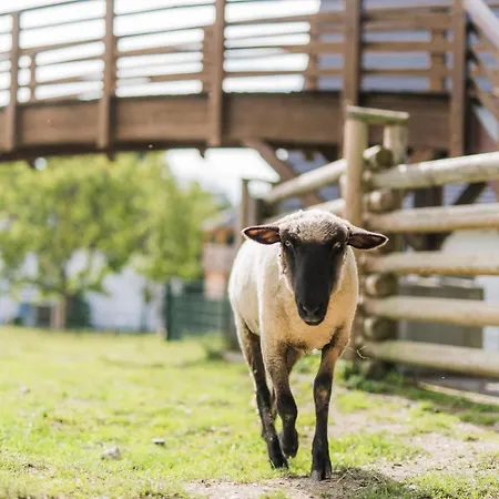 Hof Koehne - Altes - Hund *