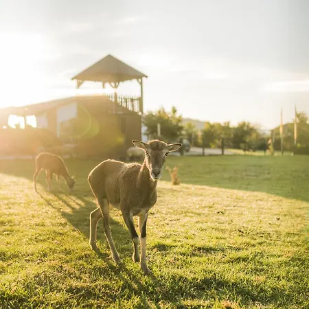 Hof Koehne - Altes - Hund *